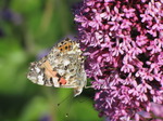SX06511 Painted lady butterfly (Cynthia cardui) on pink flower Red Valerian (Centranthus ruber).jpg